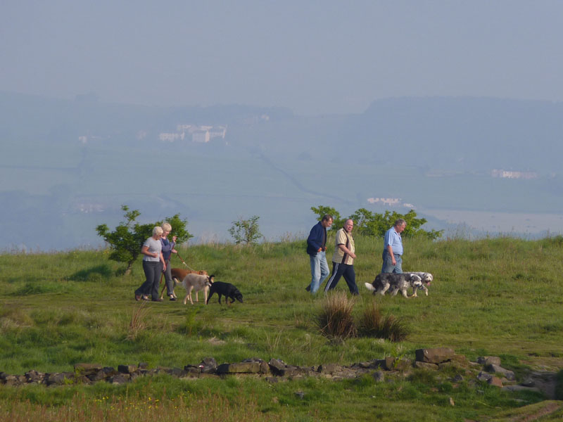 Dog Walkers